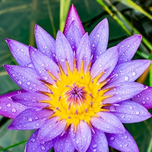 What Are The Benefits of Blue Lotus Absolute Essential Oil? - My