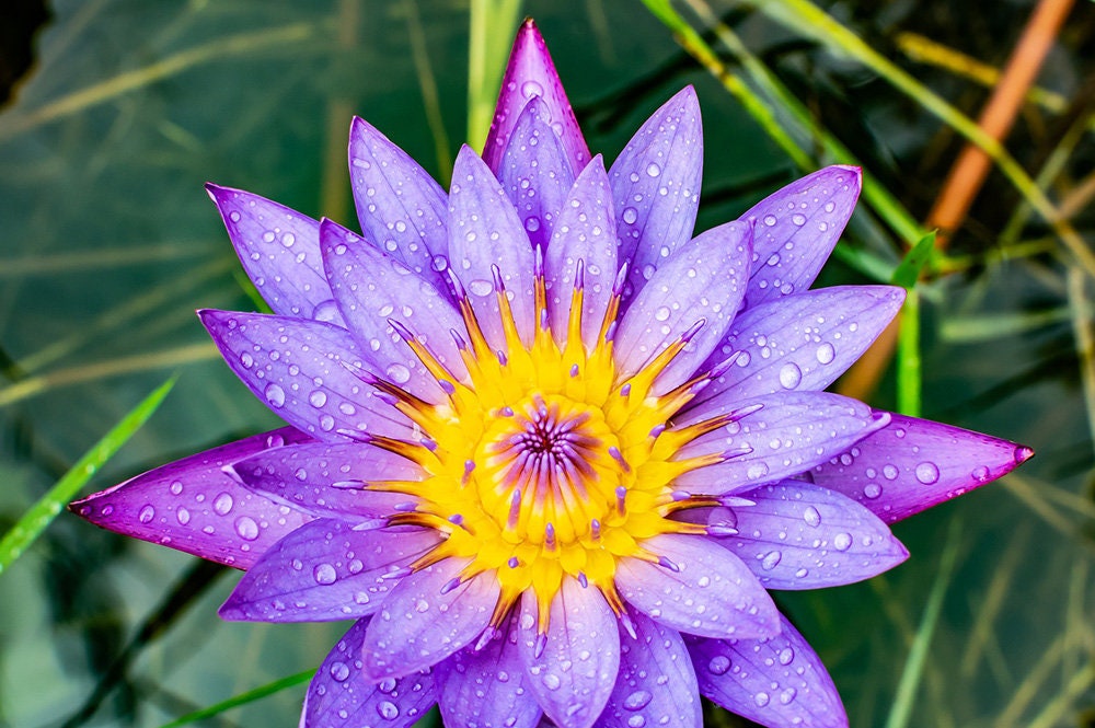 Water Lily Breastmilk Pendant