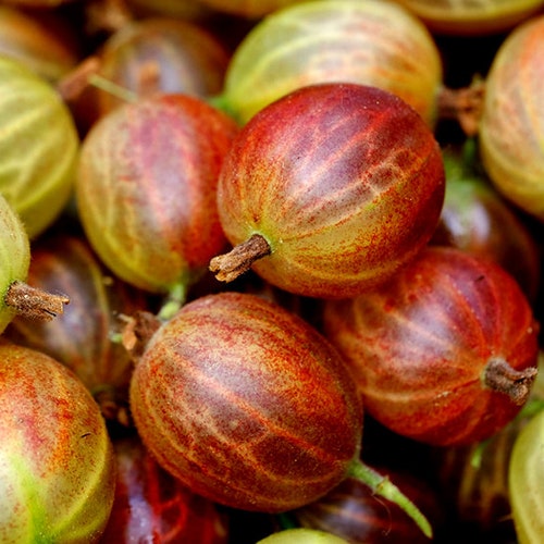 Organic GOOSEBERRY Oil Cold Pressed UNREFINED Anti-aging - Etsy Organic GOOSEBERRY Oil Cold Pressed UNREFINED Anti-aging - Etsy