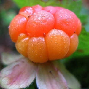 Cloudberry Seed Oil Organic Nordic COLD PRESSED Unrefined Cloud Berry Seed Serum for Lines+Dry Skin, Organic Anti-aging Oil GardenOfEssences