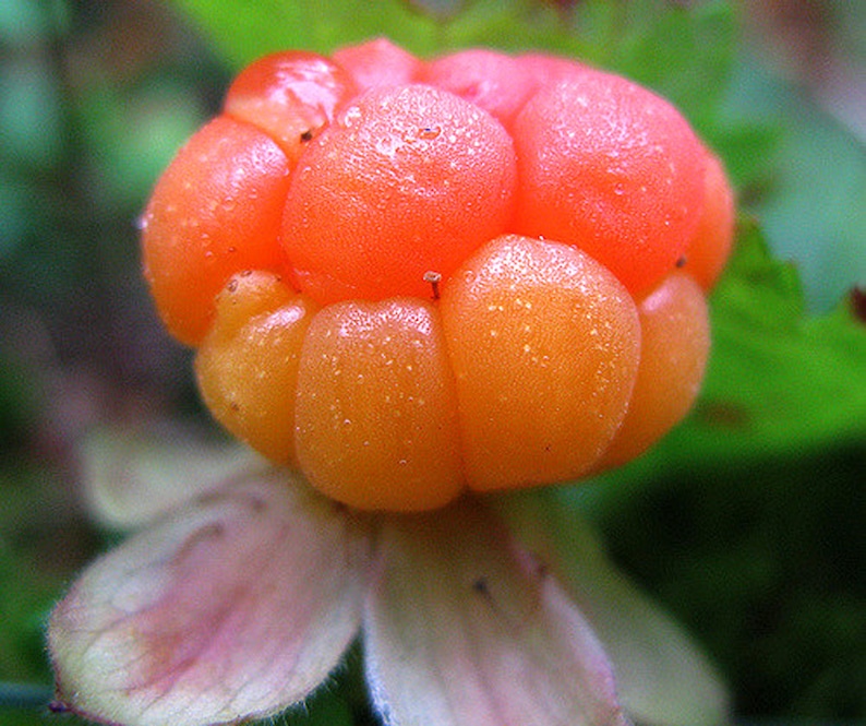 Puede incluir: Primer plano de una baya de los pantanos, una peque&ntilde;a fruta de color naranja rojizo con aspecto segmentado. La fruta tiene una textura ligeramente rugosa y est&aacute; unida a una delicada flor de color rosa p&aacute;lido y verde. El fondo es follaje verde borroso.