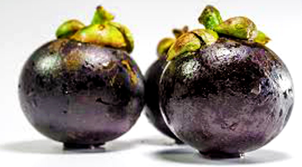 Mangosteen Oil Organic Unrefined Cold Pressed Undiluted Seed Etsy