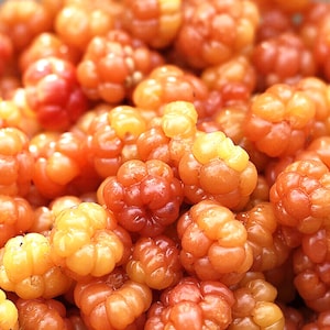 Puede incluir: Primer plano de un mont&oacute;n de zarzamoras, un tipo de baya con una apariencia &uacute;nica. Las bayas son una mezcla de tonos naranja y amarillo, con una textura ligeramente rugosa. La imagen destaca los colores y formas naturales de la fruta.