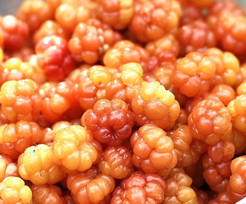 Puede incluir: Primer plano de un mont&oacute;n de zarzamoras, un tipo de baya con una apariencia &uacute;nica. Las bayas son una mezcla de tonos naranja y amarillo, con una textura ligeramente rugosa. La imagen destaca los colores y formas naturales de la fruta.