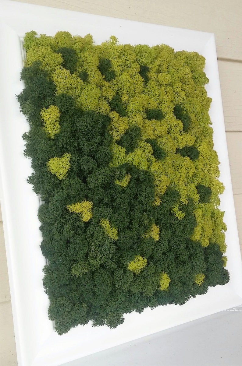 Moos Kunst Moos Gemälde Lebende Wand Grün Waldgrün | Etsy