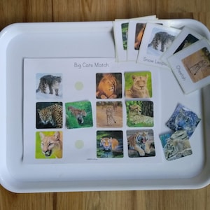 大型ネコ科動物の自然単元学習 - 幼稚園児向け印刷可能なビジーブック - 幼児向け幼稚園動物 - モンテッソーリ - アフリカの動物 - ライオン トラ