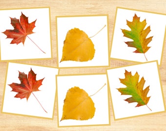 Leaf Matching Cards - Montessori Learning - Preschool Fall Activity - Autumn Toddler Busy Bag - PreK Color & Pattern Matching - Kindergarten