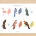 Birds Busy Book Nature Study Activity Learning Binder Tracing Numbers ...