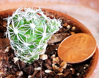 4 cute LITTLE ELMERS - Mammillaria Gracilis Fragilis Thimble Cactus Cute Succulent House Plants - Cutting plant qty 4