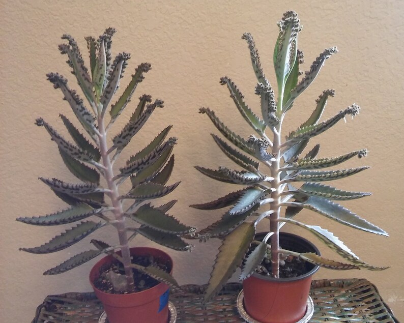 10 Baby Plantlets. Mother of Millions Mother of Thousands