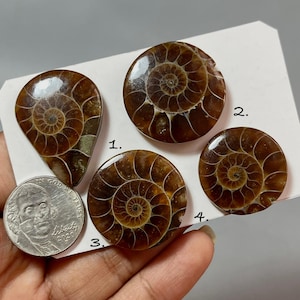 AMMONITES, ammonite fossil cabochons, Natural ammonite fossil cabochons
