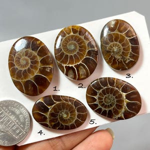 AMMONITES, ammonite fossil cabochons, Natural ammonite fossil cabochons
