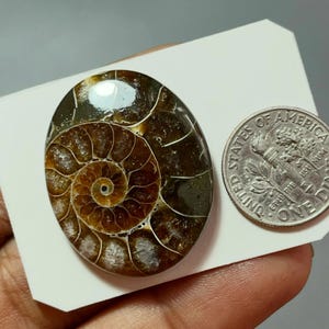 AMMONITES, ammonite fossil cabochons, Natural ammonite fossil cabochons