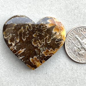 Ammonite fossil cabochons, ammonite cabochons, natural ammonite cabochons