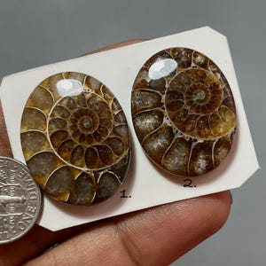 AMMONITES, ammonite fossil cabochons, Natural ammonite fossil cabochons