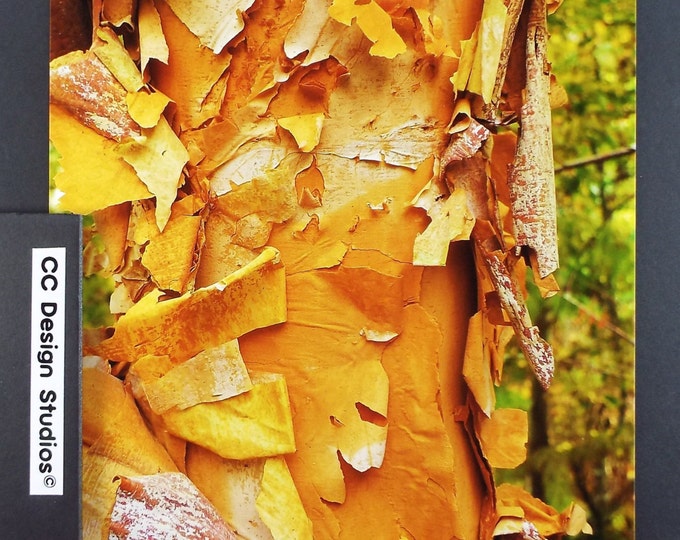 Fine Art Photography - Nature Series Trees / Titled 'Birch Bark' / for Office-Home Wall Art Collection / Full Color 8x10 Photo