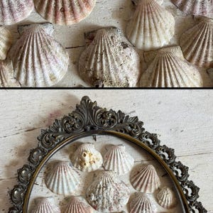 Scallop Shells biologist samples Marine Specimens Wunderkammer Nautical decor Capasanta fossilizzata Biologist teaching Beach themed party