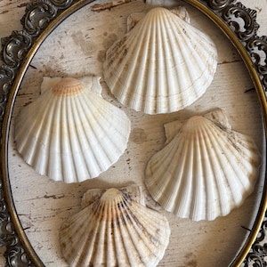 4 grandi Capasanta Decorazioni marine Campioni Scienze naturali Porta candele Centrotavola Beach party Feste a tema Cabinet of curiosities