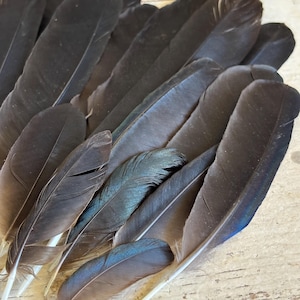 23 Piume mix Gazza ladra e Cornacchia grigia Europea Decorazioni e Accessori per Cappelli Rituali sacri Corvidae campioni Curio