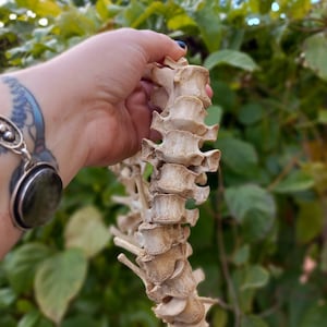 Real Canidae Species Spine Bones Vulture Culture Taxidermy Vertebrae Witchcraft Altar Oddities and Curiosities Vertebral Column Animal Totem - Etsy India