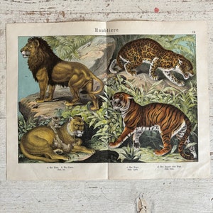 Autentica stampa di Storia naturale 1895 G.H Schubert Decorazione murale dei grandi Felini Cromolitografia senza cornice Wunderkammer Curio