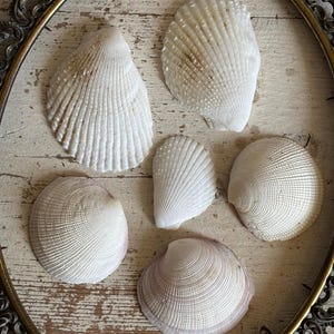 6 Collection Marine Specimens Wunderkammer ocean samples display Nautilus Coastal decor Lima Caribaea / Codakia Tigerina Scallop Shells