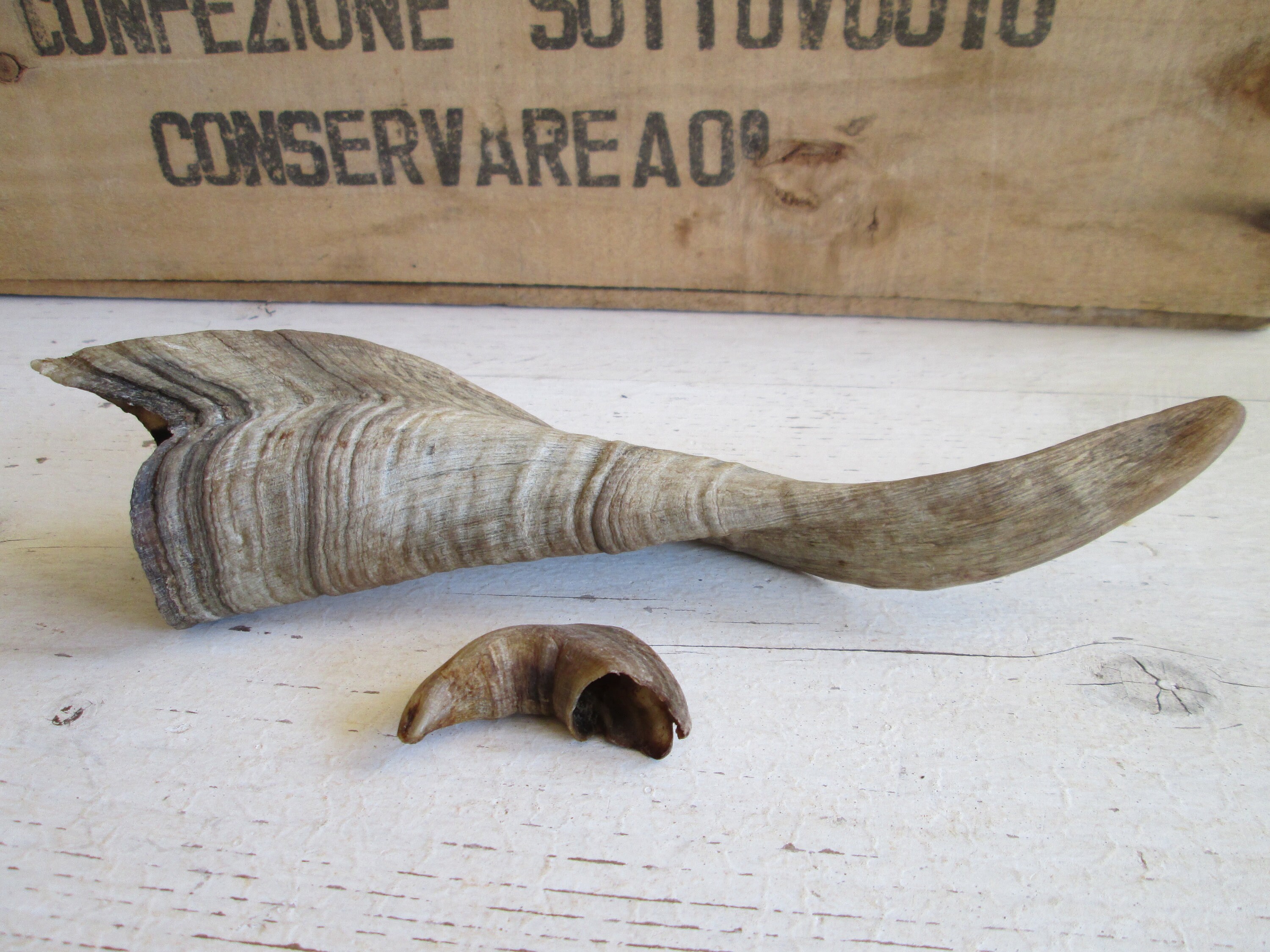 Vintage animal Horns Taxidermy art Farmhouse decor Altered art Etsy