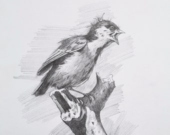 Original artwork Pencil animal bird nestling,fine artwork charcoal sketch on paper