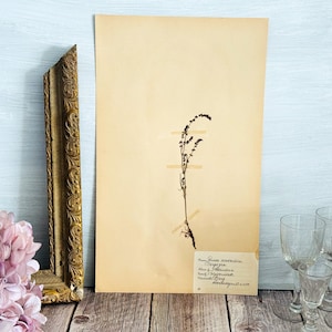1930s Vintage Swedish Herbarium Page: Pressed Flower Botanical Decor