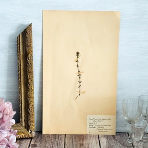 1930&#39;s Vintage Swedish Herbarium Page: Pressed Flower Botanical Decor