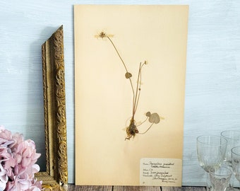 1930's Vintage Swedish Herbarium Page - Pressed Flower - Botanical Decor - Vintage Wall Decor #2