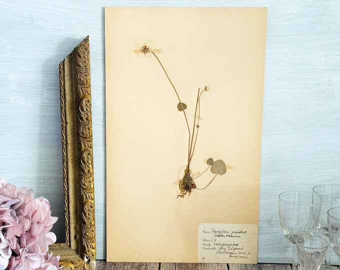 1930's Vintage Swedish Herbarium Page - Pressed Flower - Botanical Decor - Vintage Wall Decor #2