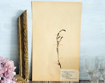 1930's Vintage Swedish Herbarium Page - Pressed Flower - Botanical Decor - Vintage Wall Decor #4