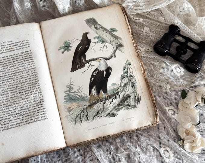 Antique French Paperback Book with Ruffled Pages - 19th Century - Bird Book - Ornithology Gift - Vol. 15