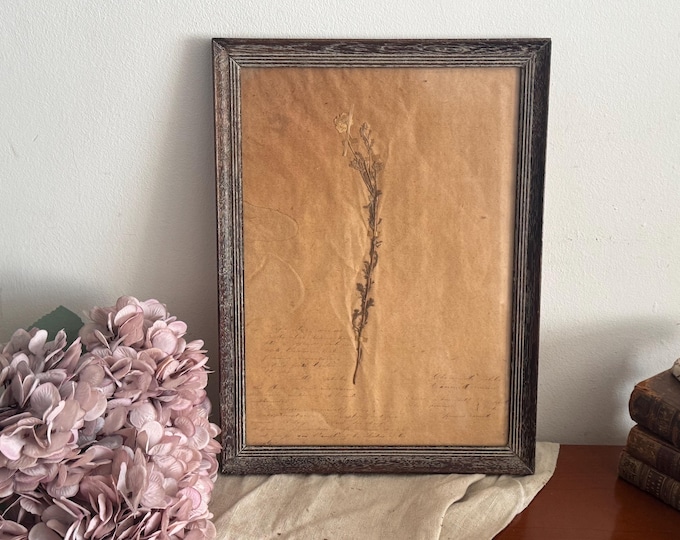 Vintage French Herbarium Page - Pressed Flower Botanical Decor - Chamomile