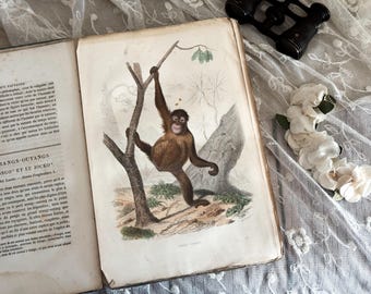 Antique French Paperback Book with Ruffled Pages - 19th Century - Nature Book - Vol. 14