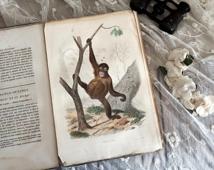 Antique French Paperback Book with Ruffled Pages - 19th Century - Nature Book - Vol. 14