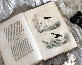 Antique French Paperback Book with Ruffled Pages - 19th Century - Bird Book - Ornithology Gift - Vol. 20