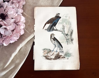 Antique French Bird Print - 19th Century