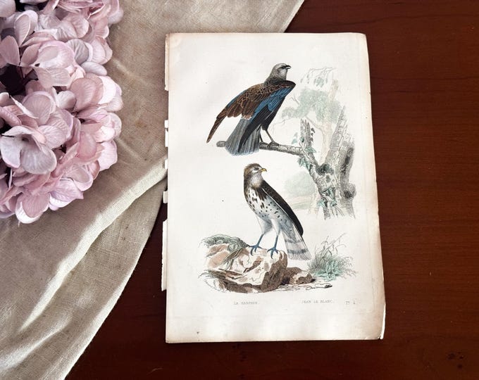 Antique French Bird Print - 19th Century