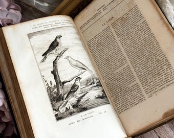 Antique French Hardback Book - 19th Century - Histoire Naturelle - Buffon - Ornithology - Antique Bird Prints