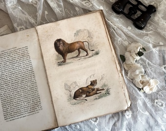 Antique French Paperback Book with Ruffled Pages - 19th Century - Nature Book - Vol. 12