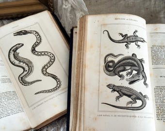 Set of 3 Antique French Hardback Books - 19th Century - Histoire Naturelle - Lacepede