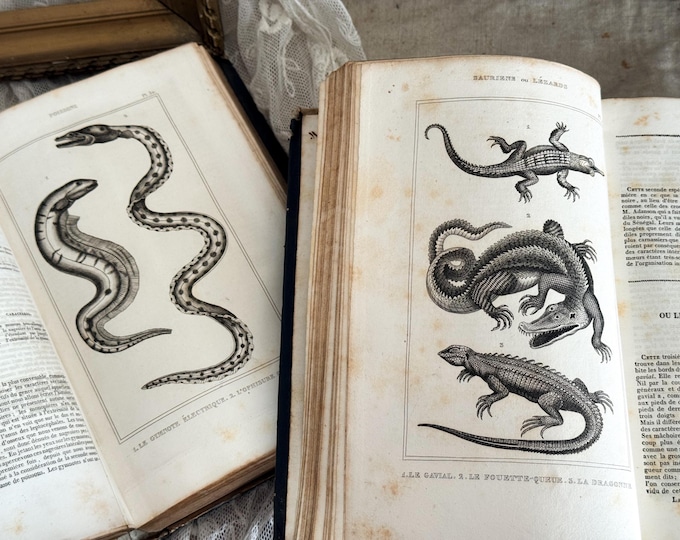 Set of 3 Antique French Hardback Books - 19th Century - Histoire Naturelle - Lacepede