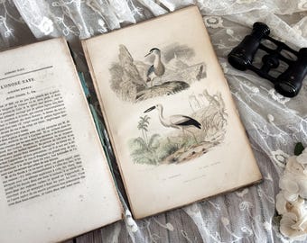 Antique French Paperback Book with Ruffled Pages - 19th Century - Bird Book - Ornithology Gift - Vol. 19