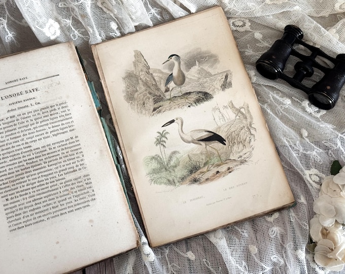 Antique French Paperback Book with Ruffled Pages - 19th Century - Bird Book - Ornithology Gift - Vol. 19