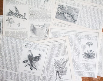 50 Pieces Assorted Antique Encyclopaedia Cut Outs - Paper Ephemera - 19th Century - Junk Journal - Scrapbooking - Collage