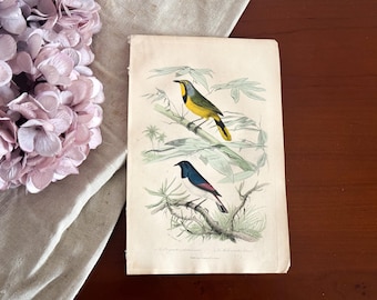 Antique French Bird Print - 19th Century