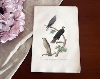 Antique French Bird Print - 19th Century