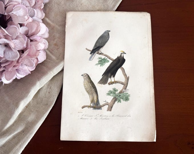 Antique French Bird Print - 19th Century